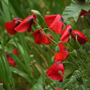 Coquelicots couverts de rosée - Grèce  - collection de photos clin d'oeil, catégorie plantes